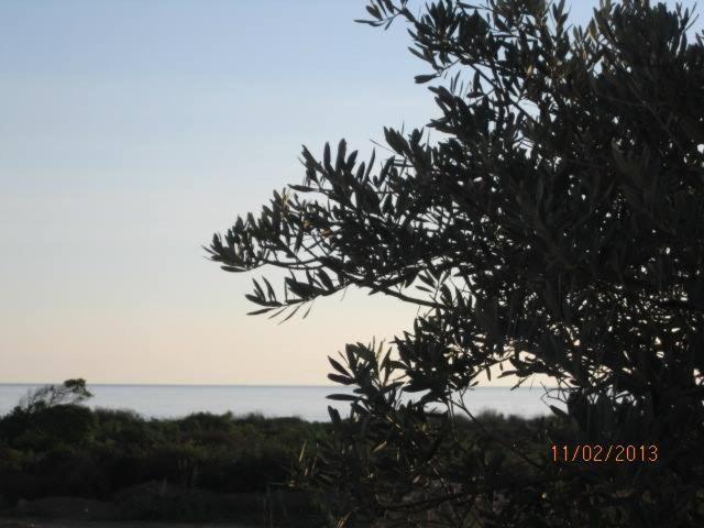 Villa T3 Bord De Mer - Vue Mer A 500 M De La Plage- Piscine Chauffee A Casetta Di A Spiaggia セルヴィオーヌ エクステリア 写真
